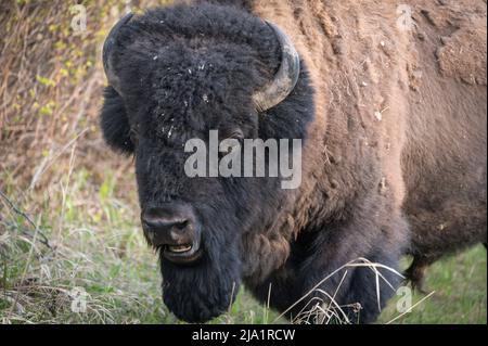 Wild Male Plains Bison, Alberta, Canada Stock Photo