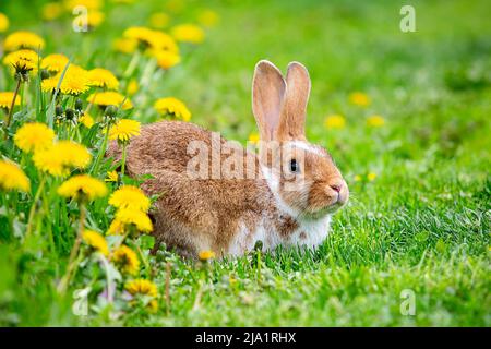 A red rabbit sits on the grass in yellow dandelions on a sunny summer day Stock Photo