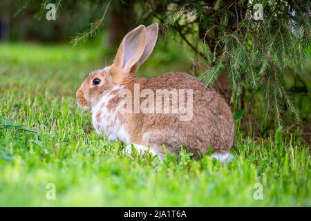 A red rabbit is sitting on the green grass under the Christmas tree Stock Photo