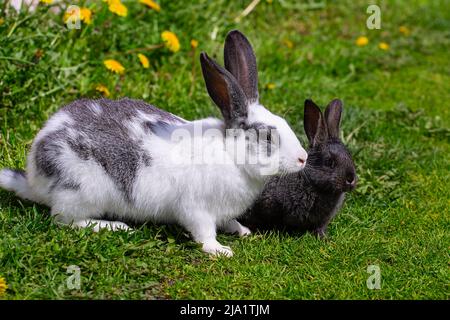 A white rabbit with gray ears and a small black rabbit sit on the grass in yellow dandelions on a sunny summer day Stock Photo