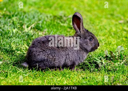 A small black rabbit is sitting on the green grass on a sunny summer day Stock Photo