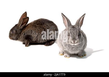 Two small rabbits, gray in the foreground, isolated on a white background Stock Photo