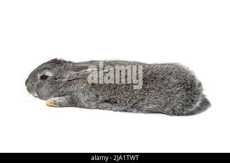 A small gray rabbit lies with its paws outstretched, close-up, isolated on a white background Stock Photo