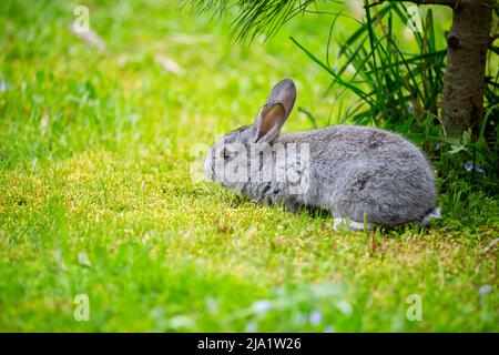A small gray rabbit is sitting in a green clearing under a pine tree on a sunny summer day Stock Photo