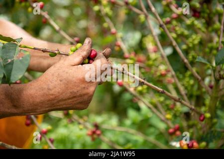 A close up view of a arabica coffee farmer's hands picking ripened beans of a plant on his farm in Colombia, South America Stock Photo