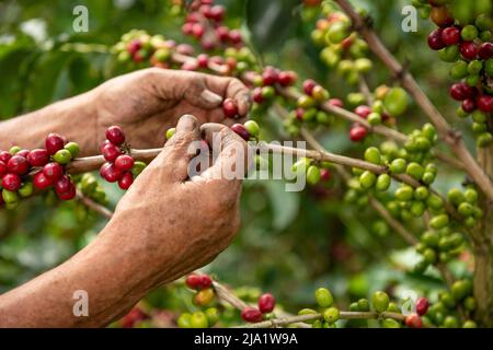 A close up view of a arabica coffee farmer's hands picking ripened beans of a plant on his farm in Colombia, South America Stock Photo