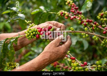 A close up view of a arabica coffee farmer's hands picking ripened beans of a plant on his farm in Colombia, South America Stock Photo