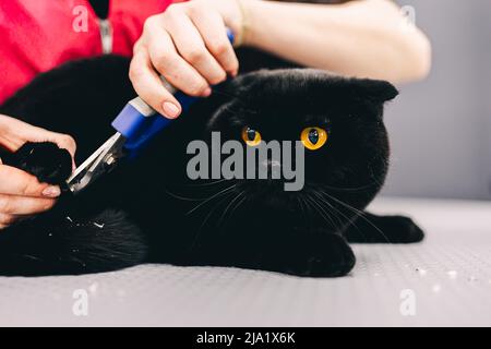Trimming the claws of a black beautiful cat. Stock Photo