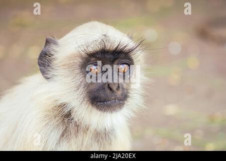 gray monkey in jaipur Stock Photo