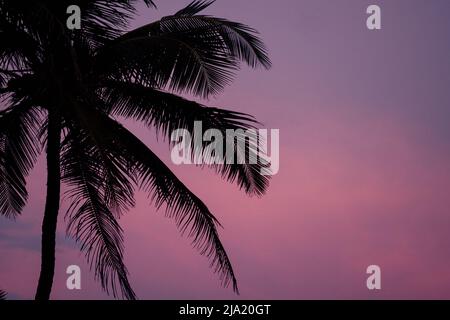 beautiful background of palm trees bewitching sunset Stock Photo