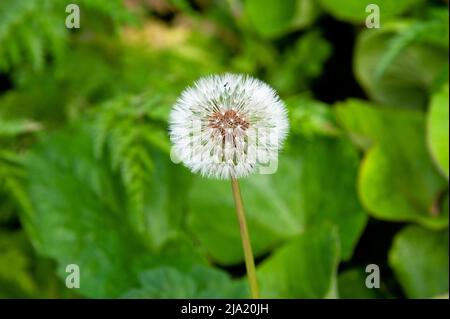 Dandelion Clock blossom in the garden on a spring time, Ireland Stock Photo