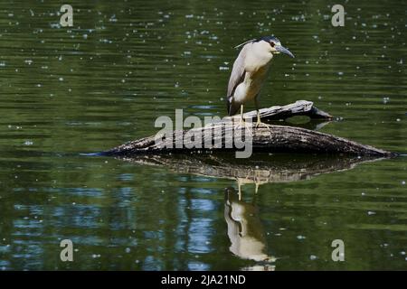 Black-crowned night heron on a log in a pond Stock Photo