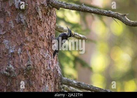 Seltener Dreizehenspecht (Picoides tridactylus) in den Bergen, Maennchen, Karwendel, Oesterreich Stock Photo