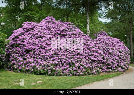 Rhododendron flowers (Rhododendron Roseum Elegans), Rhododendron Park Bremen, Germany Stock Photo