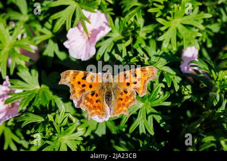 Orange and black mottled Large Tortoiseshell (Nymphalis polychloros) butterfly on a Geranium sanguineum plant in a garden in Surrey, southeast England Stock Photo