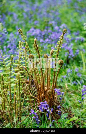 Unfurling ferns in English bluebells (Hyacinthoides non-scripta) flowering in spring at White Down, Surrey Hills Area of outstanding Natural Beauty Stock Photo