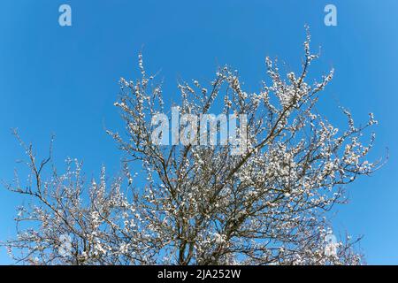 Plum tree in bloom. Many white plum flowers against a blue sky in spring. Seasonal change concept. Stock Photo