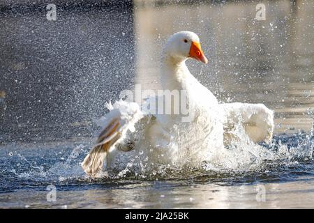Domestic goose (Anser anser domesticus) bathing, Lahn, Wetzlar, Hesse, Germany Stock Photo