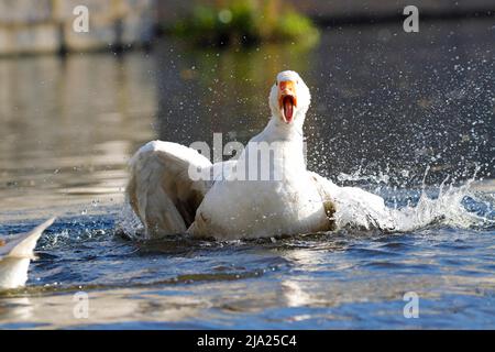 Domestic goose (Anser anser domesticus) bathing, Lahn, Wetzlar, Hesse, Germany Stock Photo