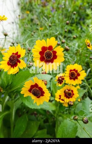 Coreopsis basalis , Golden Wave Coreopsis a red and yellow wildflower growing in California garden Stock Photo