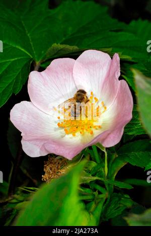 Bee collecting nectar on a pink aster flower. Nature scene with ...