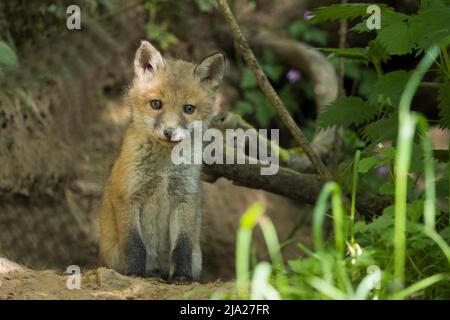 Red fox (Vulpes vulpes), puppy, Hesse, Germany Stock Photo