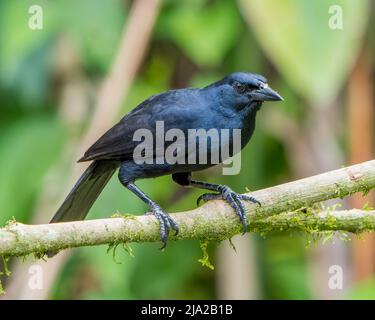 Melodious Blackbird (Dives dives) perched on a branch in Costa Rica Stock Photo