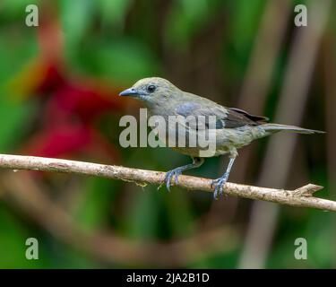 Palm Tanager (Thraupis palmarum) songbird perched on a branch in Costa Rica Stock Photo