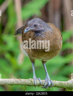 Gray-headed Chachalaca (Ortalis cinereiceps) perched on a branch in Costa Rica Stock Photo