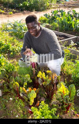 Afro american farmer man harvesting fresh beetroot Stock Photo