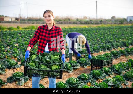 Young woman professional farmer holding box full of cabbage Stock Photo