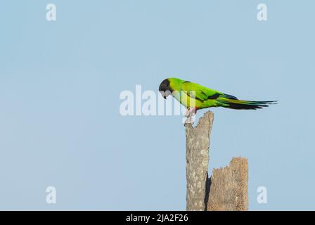 Black-hooded parakeet (Nandayus nenday) or Nanday conure or nanday parakeet .   Neotropical parakeet. Stock Photo