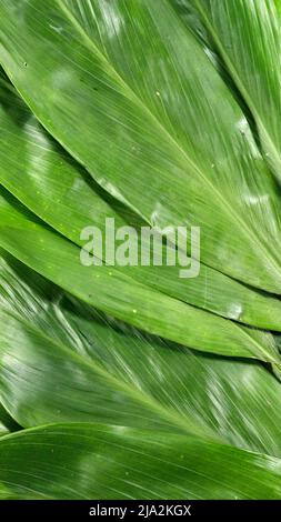 Raw Bamboo Leaves for Zongzi DUmpling Duanwu Festival or Dragon Boat Festival. Food Background Stock Photo