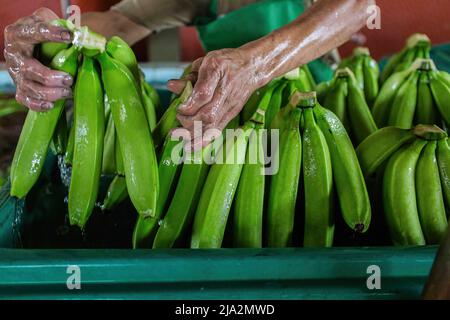 Guayaquil, Ecuador. 09th Feb, 2018. A worker weights bananas on a tray at the processing facility. Workers harvest and process bananas at 'Nueva Colonia' plantation in Guayaquil. Ecuador is the largest global exporter of bananas. (Photo by Eduardo Leal/SOPA Images/Sipa USA) Credit: Sipa USA/Alamy Live News Stock Photo