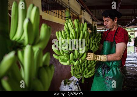 Guayaquil, Ecuador. 09th Feb, 2018. A worker takes the crowns of each banana at the processing facility on the 270 hectares of a banana plantation. Workers harvest and process bananas at 'Nueva Colonia' plantation in Guayaquil. Ecuador is the largest global exporter of bananas. (Photo by Eduardo Leal/SOPA Images/Sipa USA) Credit: Sipa USA/Alamy Live News Stock Photo