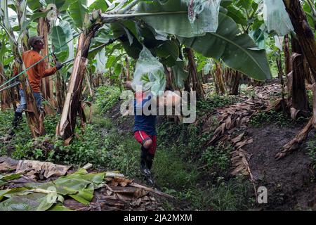 Guayaquil, Ecuador. 09th Feb, 2018. A worker cut a bunch of bananas and another worker carries it on the 270 hectares of a banana plantation. Workers harvest and process bananas at 'Nueva Colonia' plantation in Guayaquil. Ecuador is the largest global exporter of bananas. (Photo by Eduardo Leal/SOPA Images/Sipa USA) Credit: Sipa USA/Alamy Live News Stock Photo