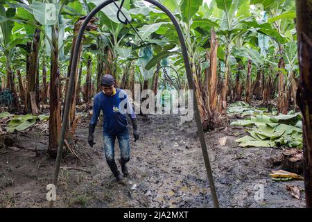 Guayaquil, Ecuador. 09th Feb, 2018. A worker pulls the train loaded with bananas bunches to the processing facility on the 270 hectares of a banana plantation. Workers harvest and process bananas at 'Nueva Colonia' plantation in Guayaquil. Ecuador is the largest global exporter of bananas. (Photo by Eduardo Leal/SOPA Images/Sipa USA) Credit: Sipa USA/Alamy Live News Stock Photo