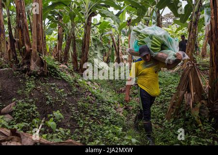 Guayaquil, Ecuador. 09th Feb, 2018. A worker carriers a bunch of bananas on the 270 hectares banana plantation. Workers harvest and process bananas at 'Nueva Colonia' plantation in Guayaquil. Ecuador is the largest global exporter of bananas. (Photo by Eduardo Leal/SOPA Images/Sipa USA) Credit: Sipa USA/Alamy Live News Stock Photo