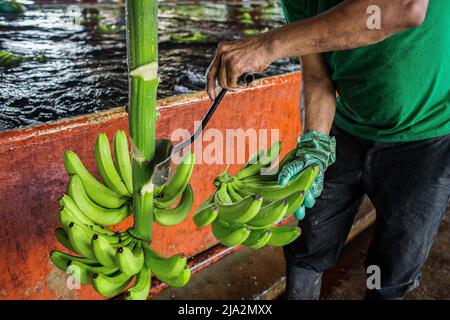 Guayaquil, Ecuador. 09th Feb, 2018. Bunches of bananas are being cut at the processing facility on the 270 hectares of a banana plantation. Workers harvest and process bananas at 'Nueva Colonia' plantation in Guayaquil. Ecuador is the largest global exporter of bananas. (Photo by Eduardo Leal/SOPA Images/Sipa USA) Credit: Sipa USA/Alamy Live News Stock Photo