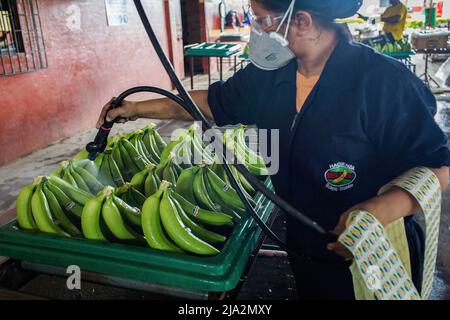 Guayaquil, Ecuador. 09th Feb, 2018. A worker sprays bunches of bananas at the processing facility on the 270 hectares of a banana plantation. Workers harvest and process bananas at 'Nueva Colonia' plantation in Guayaquil. Ecuador is the largest global exporter of bananas. (Photo by Eduardo Leal/SOPA Images/Sipa USA) Credit: Sipa USA/Alamy Live News Stock Photo