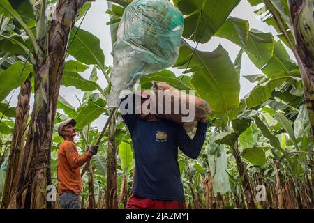 Guayaquil, Ecuador. 09th Feb, 2018. A worker cuts a bunch of bananas, while another worker waits to carry it on the 270 hectares banana plantation. Workers harvest and process bananas at 'Nueva Colonia' plantation in Guayaquil. Ecuador is the largest global exporter of bananas. (Photo by Eduardo Leal/SOPA Images/Sipa USA) Credit: Sipa USA/Alamy Live News Stock Photo