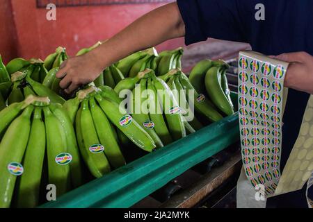 Guayaquil, Ecuador. 09th Feb, 2018. Bananas getting stickers of the Oro Banana S.A. (OBSA) brand at the processing facility on the 270 hectares of a banana plantation. Workers harvest and process bananas at 'Nueva Colonia' plantation in Guayaquil. Ecuador is the largest global exporter of bananas. (Photo by Eduardo Leal/SOPA Images/Sipa USA) Credit: Sipa USA/Alamy Live News Stock Photo