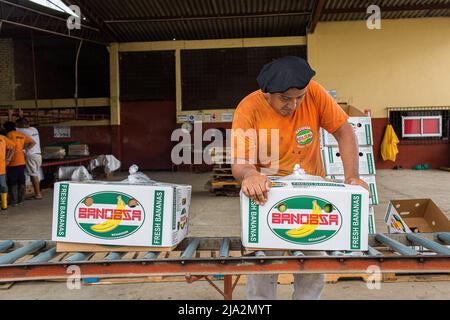 Guayaquil, Ecuador. 09th Feb, 2018. A worker packs banana boxes on facilities of the 270 hectares of a banana plantation. Workers harvest and process bananas at 'Nueva Colonia' plantation in Guayaquil. Ecuador is the largest global exporter of bananas. (Photo by Eduardo Leal/SOPA Images/Sipa USA) Credit: Sipa USA/Alamy Live News Stock Photo