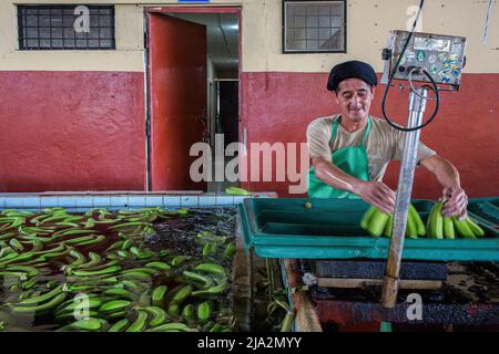 Guayaquil, Ecuador. 09th Feb, 2018. A worker weights bananas on a tray at the processing facility on the 270 hectares of a banana plantation. Workers harvest and process bananas at 'Nueva Colonia' plantation in Guayaquil. Ecuador is the largest global exporter of bananas. (Photo by Eduardo Leal/SOPA Images/Sipa USA) Credit: Sipa USA/Alamy Live News Stock Photo