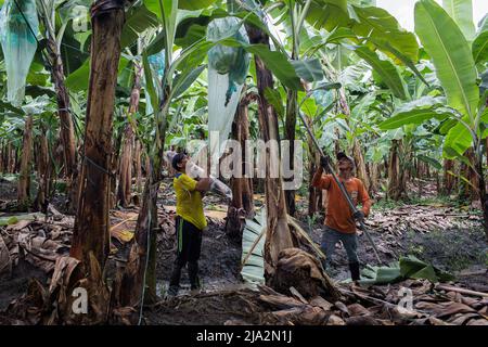 Guayaquil, Ecuador. 09th Feb, 2018. Workers prepare to cut a bunch of bananas from the tree on the 270 hectares of banana plantation. Workers harvest and process bananas at 'Nueva Colonia' plantation in Guayaquil. Ecuador is the largest global exporter of bananas. (Photo by Eduardo Leal/SOPA Images/Sipa USA) Credit: Sipa USA/Alamy Live News Stock Photo