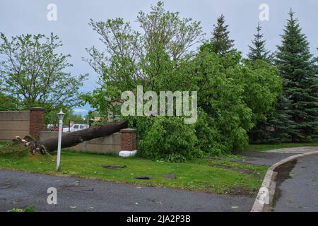 Ottawa, Ontario, Canada - May 21, 2022: A large, uprooted tree has fallen across a pathway and concrete fence in Barrhaven after a derecho thunderstor Stock Photo