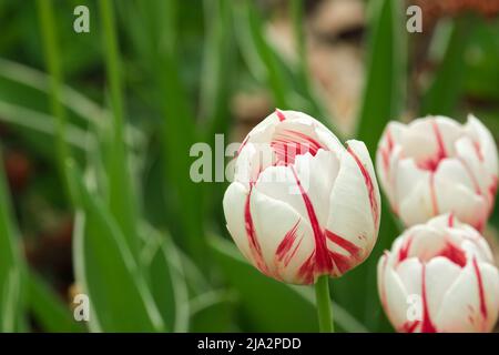 Close-up view of Canada 150 tulip flowers with their red and white coloring in front of a green background. Stock Photo