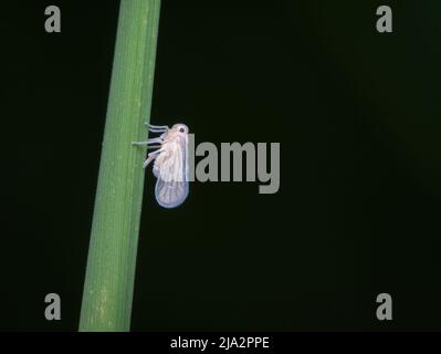 White backed planthopper on the grasswith black background Stock Photo