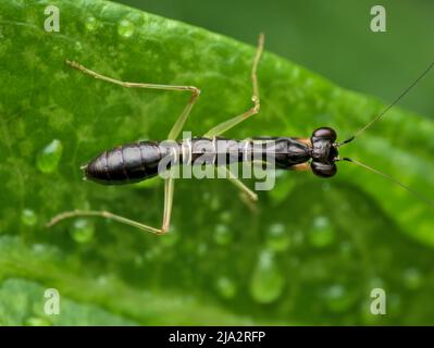 black asian ant mantis on the leaf Stock Photo
