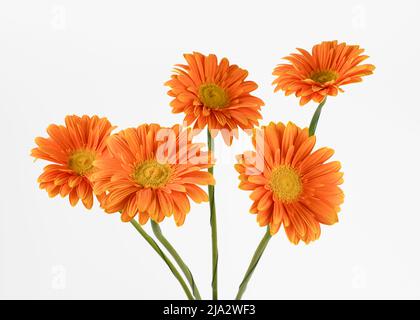 Orange gerbera flowers isolated on white background. Stock Photo